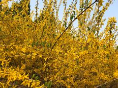 -永定河休闲森林公园