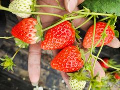 -恒绿农产品草莓采摘园