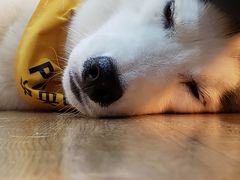 -Husky Go! 哈士奇体验馆·宠物咖啡厅狗咖