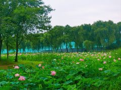 -东郊湿地公园