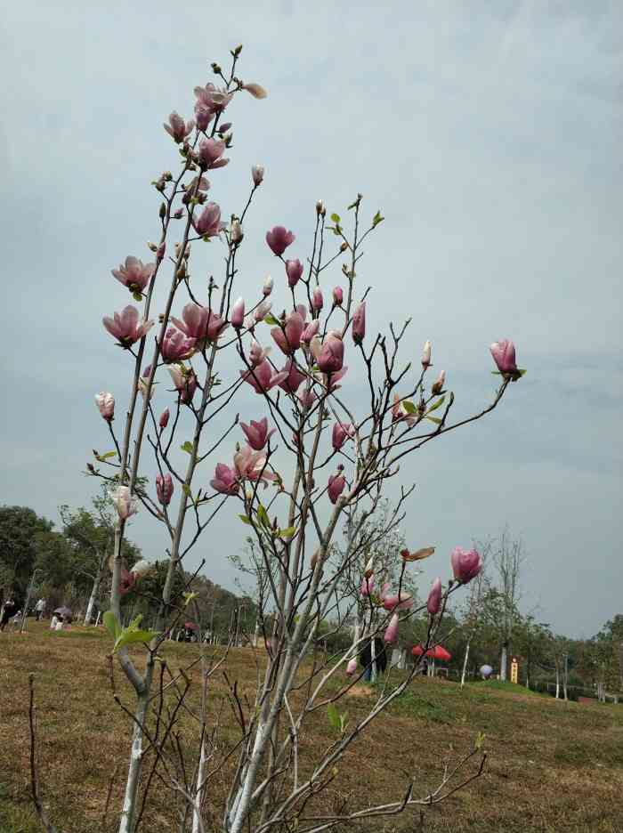 木兰园-"木兰花真美粉红和白色居多一开始还以为."-大众点评移动版