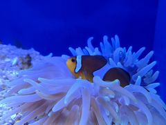 -上海海洋水族馆