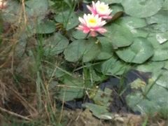iphone_upload_pic-丹樱生态园