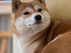-柴の食堂·日式家庭料理·熊之肆(大学路店)