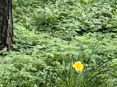-黑龙江省森林植物园