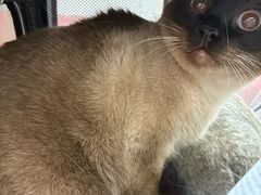 -瑞派天宁宠物医院·猫科·异宠中心