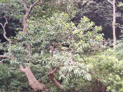 -广西龙虎山风景区