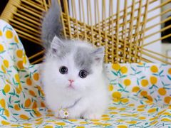 -70cat德文卷毛猫·缅因猫纯种猫舍