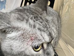 -美联众合动物医院·24h转诊中心