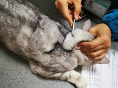 -安安宠医·臻爱宠物医院·宠保定点(营门口路分院)