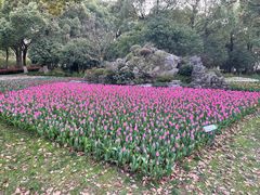 -上海鲜花港