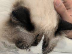 -安格丽娜·狗咖·猫咖羊驼咖(春熙路百盛商场店)
