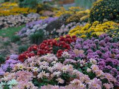 -上海共青森林公园