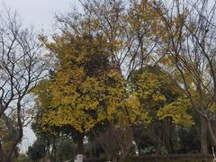 -盘龙城国家考古遗址公园