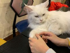 -猫小院猫主题咖啡厅(北锣店)