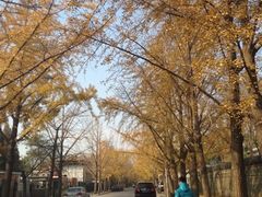 iphone_upload_pic-三里屯东五街银杏大道