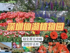 -深圳市中科院仙湖植物园