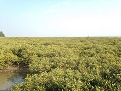 -北海金海湾红树林生态旅游区