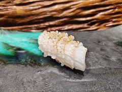 -鮨鳳