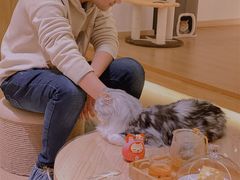 -猫腻·猫咖·撸猫馆(星光大道店)