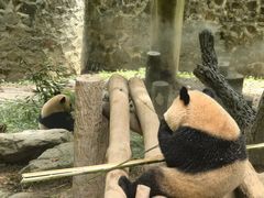 -都江堰中华大熊猫苑