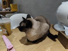 -藏猫猫咖啡主题馆(中央大道店)