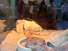 -青石桥花鸟鱼虫市场(叠翠城店)