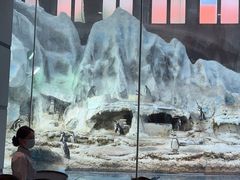 -帝企鹅自助餐厅•儿童岛•真企鹅(长隆企鹅酒店)