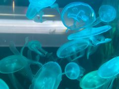 -苏州海洋馆