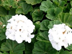 -松山湖梦幻百花洲