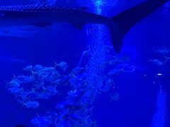 -烟台海昌鲸鲨海洋公园