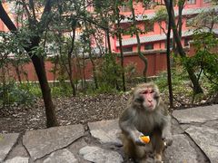-黔灵山公园