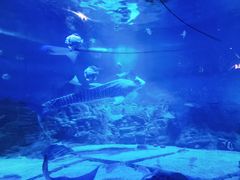 -烟台海昌鲸鲨海洋公园