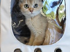 -瑞鹏宠物医院(大运分院)