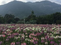 -广州市流溪河国家森林公园