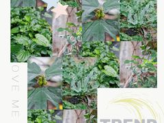 -广州神农草堂中医药博物馆