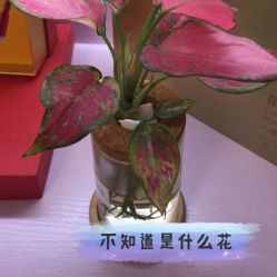 -苗方清颜祛痘·皮肤管理