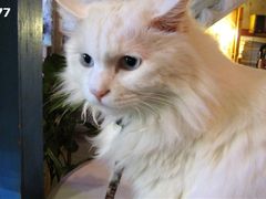 -Babycat私家御饼屋(龙头路一店)