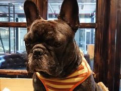 -more than meow吴止猫主题餐厅(承德 中船汇店)