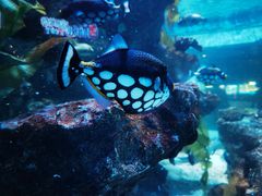 -海合安成都极地海洋公园