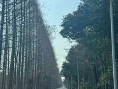 -上海海湾国家森林公园