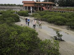 -北海金海湾红树林生态旅游区