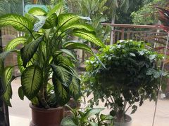 -茶油香闽南菜·花园餐厅(前埔店)