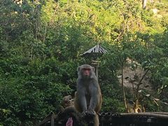 -西双版纳原始森林公园