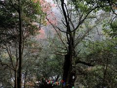 -祁门牯牛降观音堂风景区