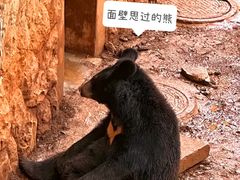 -昆明动物园