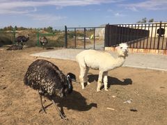 -恩格贝生态旅游区