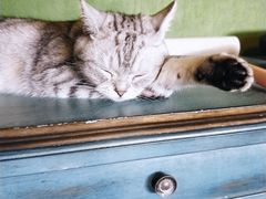 -猫猫幼稚园·撸猫·桌游·电玩