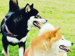 -柴务处·柴犬主题狗咖