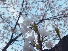 -武汉大学-樱园
